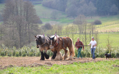 Acker-Workshop mit Arbeitspferden